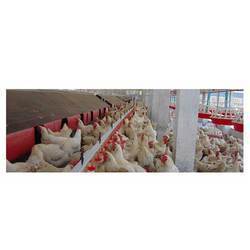 Manufacturers Exporters and Wholesale Suppliers of Nest With Automatic Egg Collection Mohali Punjab